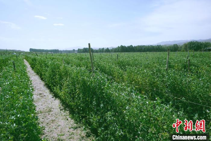 天?？h高原綠色(有機(jī))蔬菜基地種植的食用莢豆?！￡I道華 攝