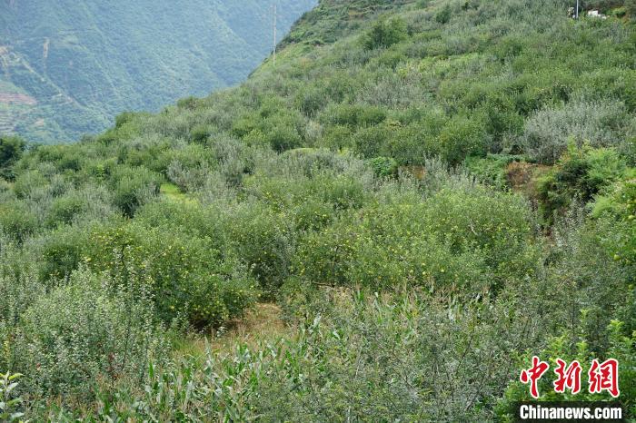 黃草坪村蘋果基地?！∽g 攝