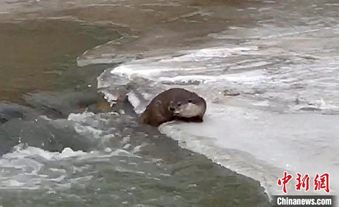 冰面上的國家二級保護動物小爪水獺。視頻截圖