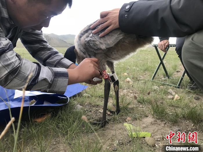 圖為研究人員為黑頸鶴佩戴GPS跟蹤設(shè)備。祁連山國家公園青海省管理局供圖