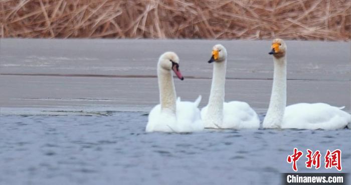 圖為疣鼻天鵝與大天鵝。　青海國(guó)家公園觀鳥(niǎo)協(xié)會(huì)供圖 攝
