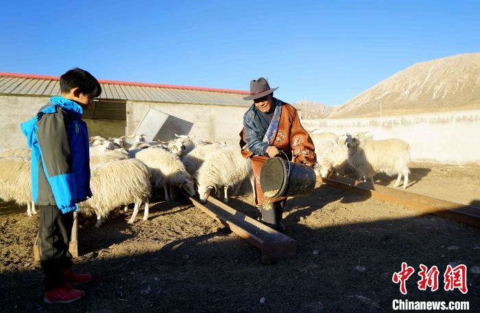 圖為哇保和孫子正在喂羊。　才項什姐 攝