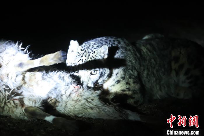 長(zhǎng)江源、瀾滄江源啟動(dòng)旗艦物種雪豹及棲息地保護(hù)項(xiàng)目