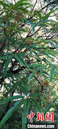被稱為植物界“大熊貓”的五小葉槭植物?！】刀ㄊ形麄鞑抗﹫D