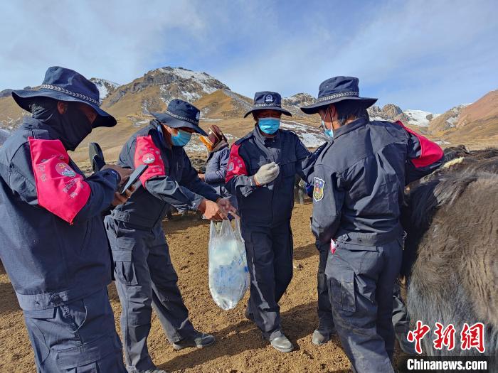 圖為義警隊員協(xié)助工作人員為牦牛接種疫苗?！∏嗪９逯莠斍呖h公安局下大武派出所供圖