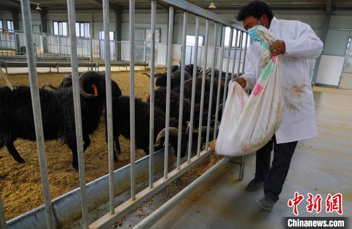 圖為飼養(yǎng)員給黑藏羊喂食?！●R銘言 攝
