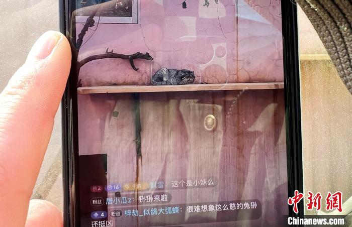 圖為雪豹“奶爸”史壽軍正在直播?！●R銘言 攝