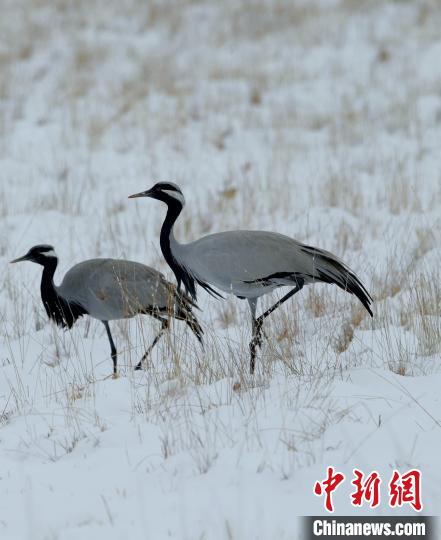 在若爾蓋濕地的蓑羽鶴?！∩袞|機(jī) 攝