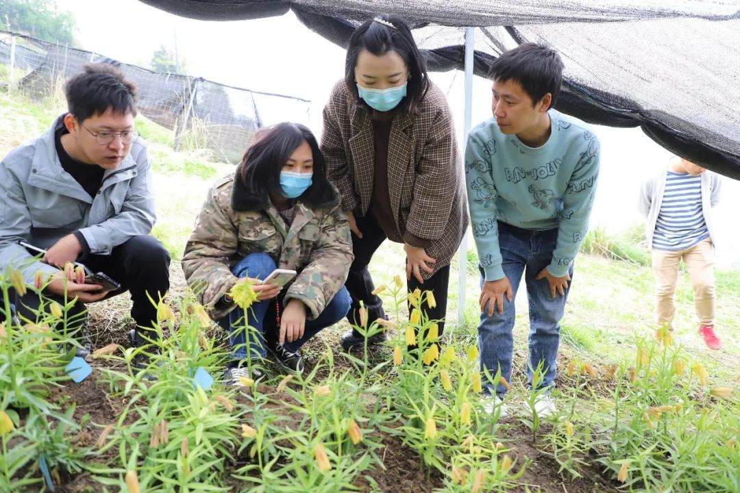 彭州對(duì)口支援工作組隊(duì)項(xiàng)目組查看瓦布貝母種植情況。彭州市宣傳部供圖