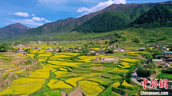 圖為加吾鄉(xiāng)的油菜花?！￡P(guān)卻才讓 攝