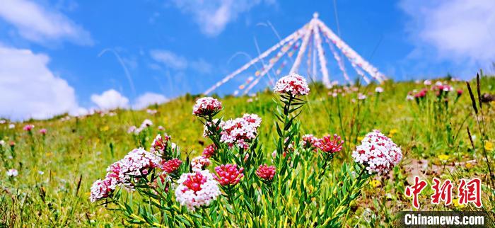 圖為草原一角?！?韓麗 　攝