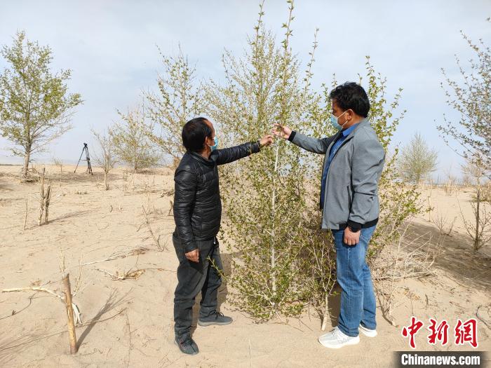 柴達木盆地的護林員:守護,只為那一片綠