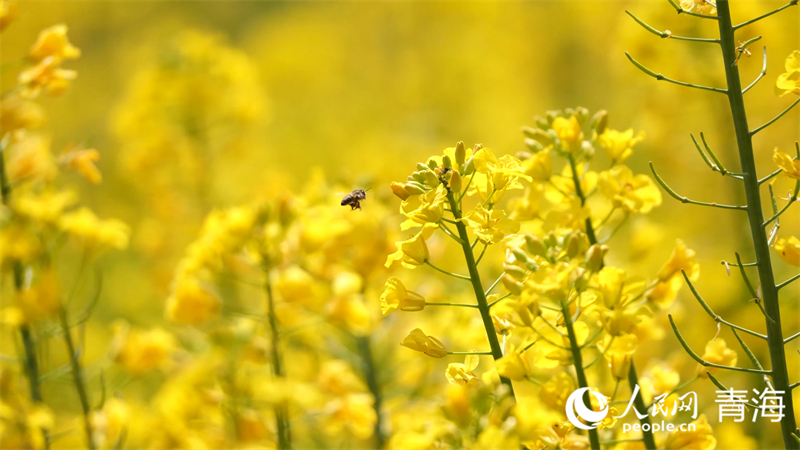 油菜花。人民網(wǎng) 張皓芃攝