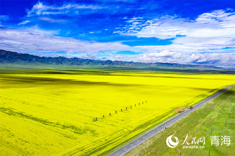 萬(wàn)畝有機(jī)油菜種植基地。人民網(wǎng) 張皓芃攝