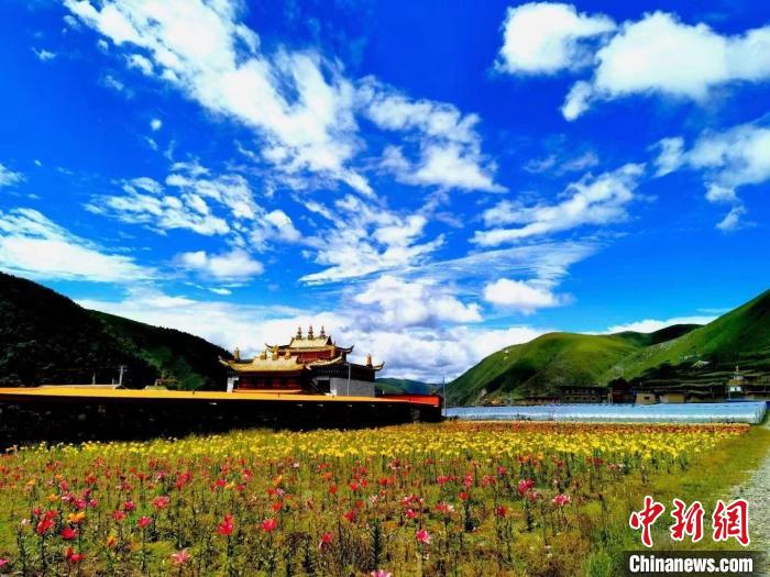 近百畝百合花競(jìng)相開放，景色誘人。　壤塘縣委宣傳部供圖