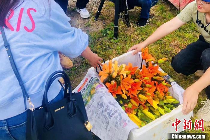 村民采摘百合花?！∪捞量h委宣傳部供圖