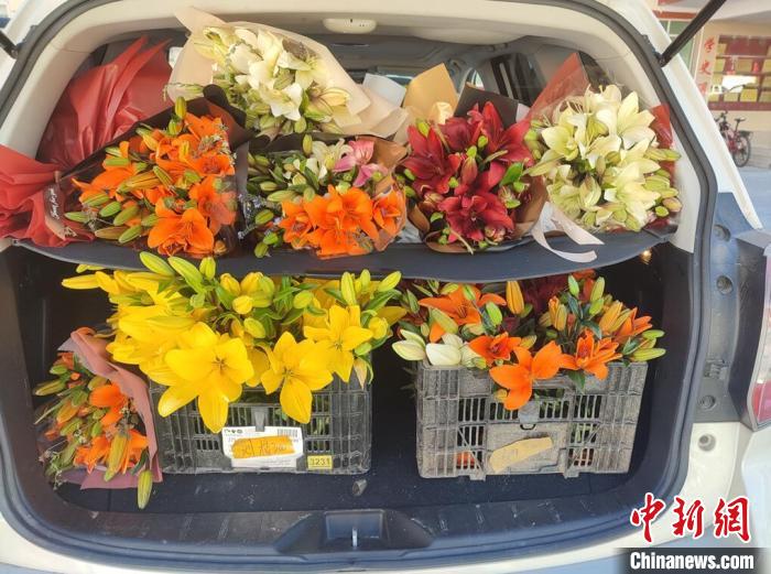 剛剛采摘下來的百合花。　壤塘縣委宣傳部供圖
