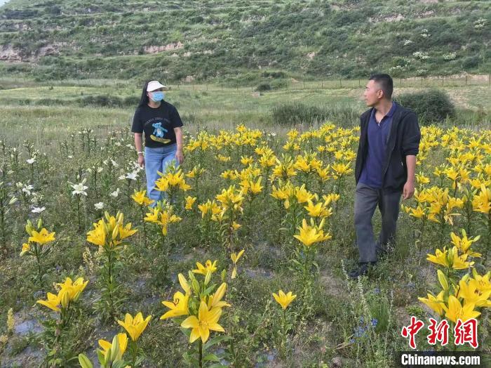 村民采摘百合花?！∪捞量h委宣傳部供圖