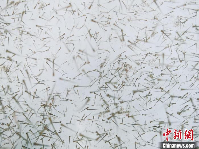 圖為魚苗?！?zhí)砀?攝