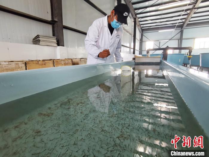 圖為工作人員檢查魚苗?！?zhí)砀?攝