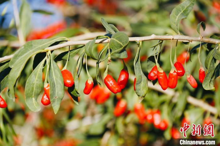 圖為柴達(dá)木盆地有機(jī)枸杞?！O睿 攝