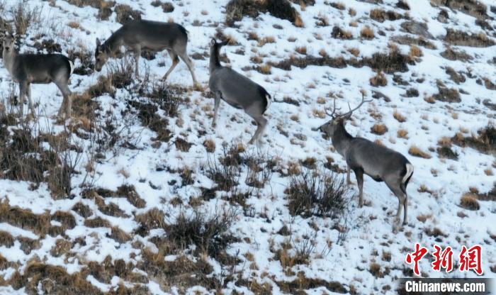 圖為巖羊和馬鹿集體覓食?！《继m縣融媒體中心 供圖