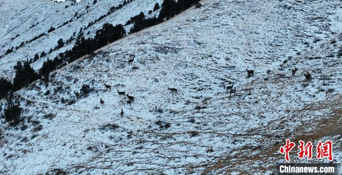 圖為巖羊和馬鹿集體在雪地里休憩?！《继m縣融媒體中心 供圖