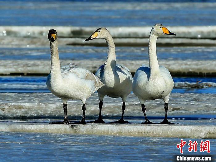 圖為三只天鵝在湖面上曬太陽(yáng)?！『螁⒔?攝