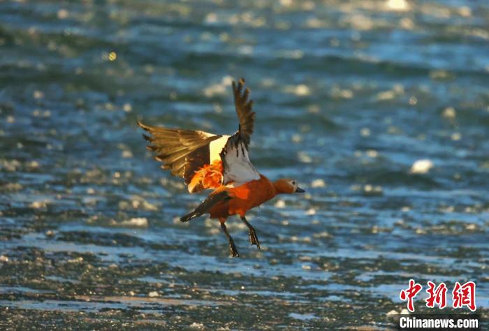 圖為赤麻鴨貼著水面飛行?！“兹斩〔冀?攝