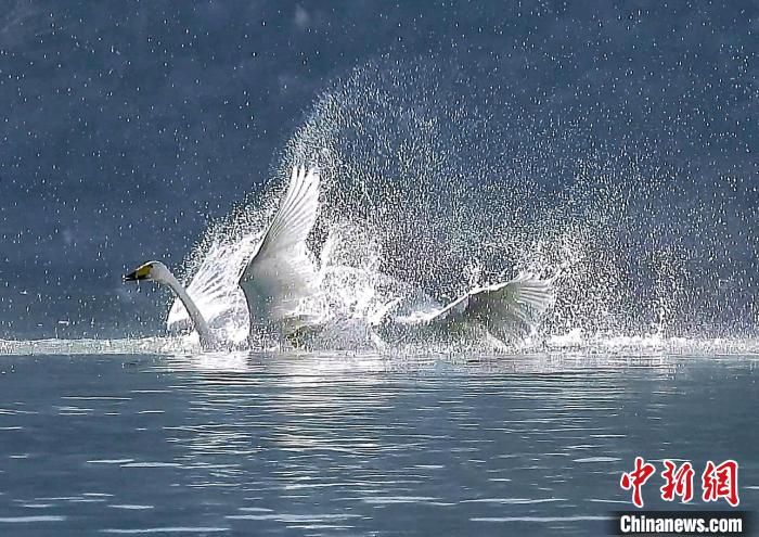 圖為大天鵝在水中嬉戲?！?yán)桉 攝