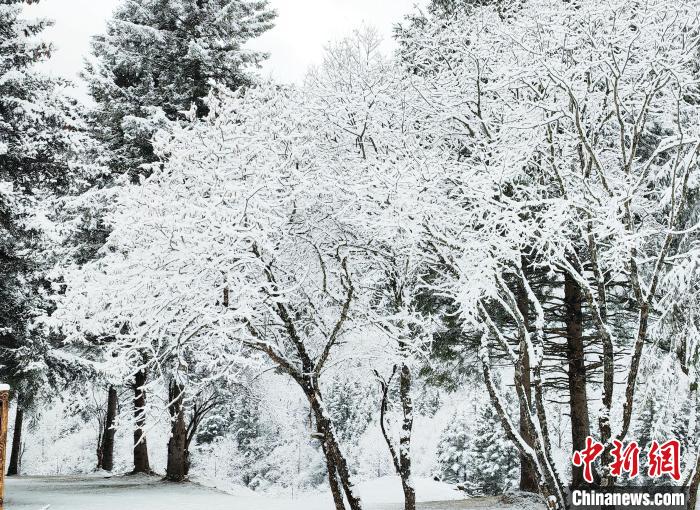 大熊貓國家公園王朗片區(qū)春雪如畫，宛若仙境?！×_春平 攝