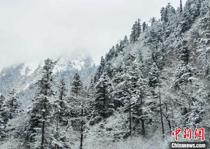 大熊貓國家公園王朗片區(qū)春雪如畫，宛若仙境?！×_春平 攝