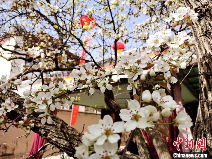 青海尖扎噶達莊園：百年“后花園”梨花盛開，舉目皆春色