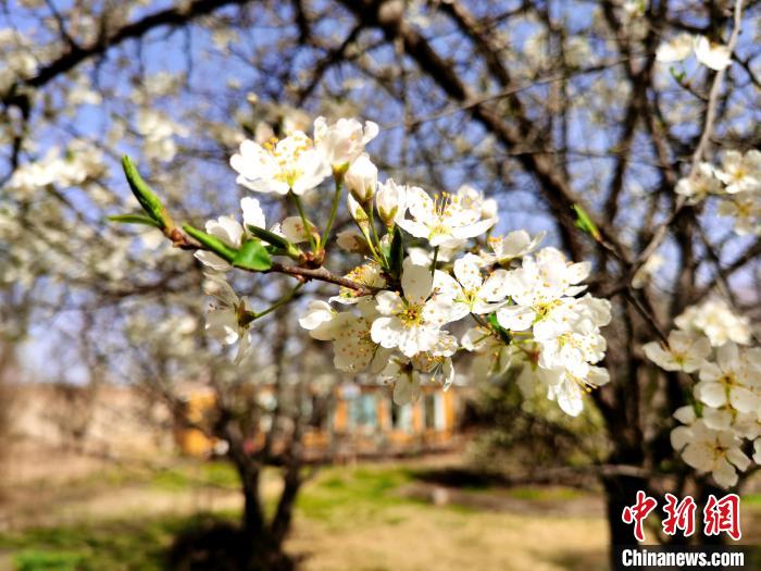 圖為梨花?！?zhí)砀?攝