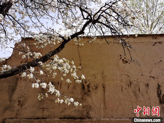 圖為一面土墻旁邊的梨花?！?zhí)砀?攝