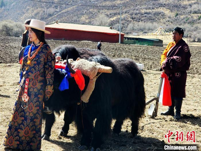 圖為藏族民眾牽著耕牛參加春耕儀式?！⊥觖惿?供圖