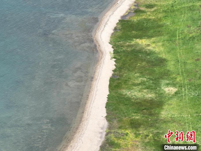 圖為航拍仲夏時節(jié)，青海湖畔綠茵如毯。　祁增蓓 攝