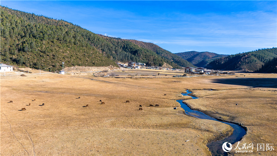 香格里拉國家公園內(nèi)的高山草甸。人民網(wǎng)記者 虎遵會攝