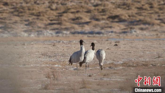 珍稀鳥類黑頸鶴、灰鶴現(xiàn)身青海格爾木