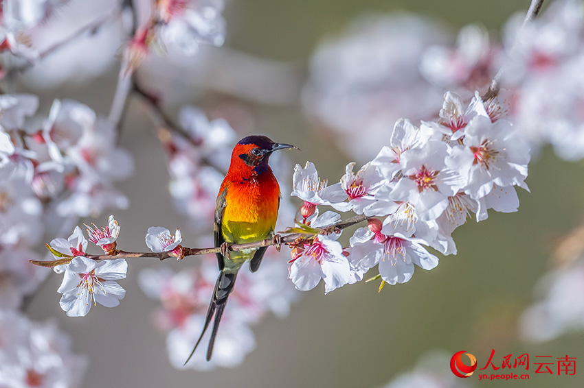 藍(lán)喉太陽(yáng)鳥(niǎo)。楊濤攝