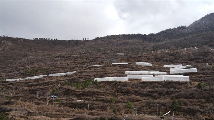 木日窩村藍莓示范基地。黑水縣融媒體中心供圖