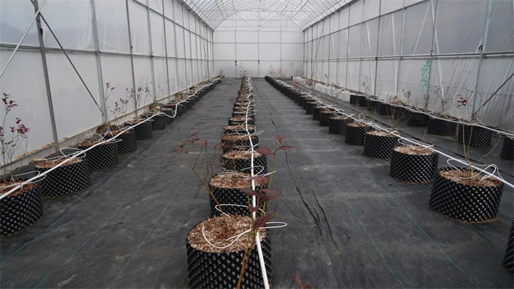 木日窩村藍莓示范基地的藍莓苗。黑水縣融媒體中心供圖