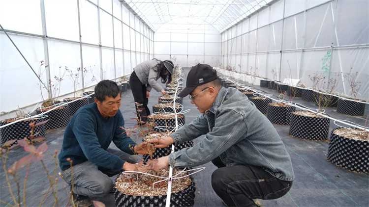 任宇和工人一起為藍莓苗修枝。黑水縣融媒體中心供圖