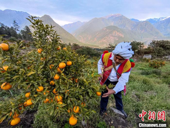 林芝下察隅鎮(zhèn)京都村101畝耙耙柑豐收?！〗w波 攝