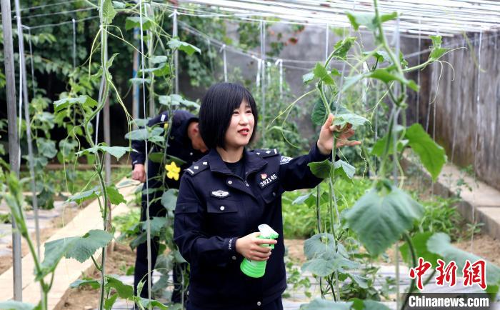圖為李冬雪在溫室大棚里勞作。　西藏出入境邊防檢查總站供圖