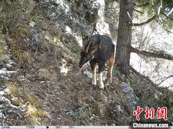 圖為相同位點(diǎn)記錄到的國家二級(jí)重點(diǎn)保護(hù)野生動(dòng)物—中華鬣羚。　中國科學(xué)院昆明動(dòng)物研究所提供