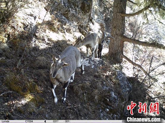 圖為相同位點(diǎn)記錄到的雪豹主要獵物—巖羊。　中國科學(xué)院昆明動(dòng)物研究所提供