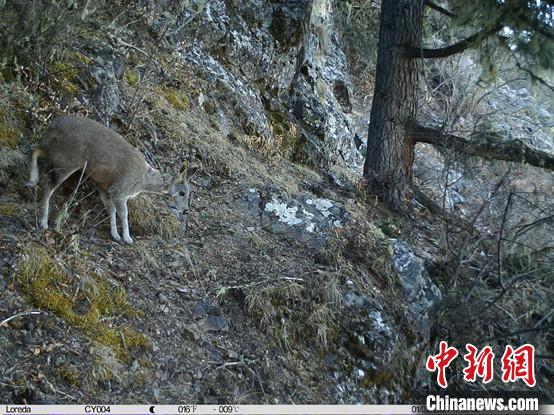 圖為相同位點(diǎn)記錄到的國家一級(jí)重點(diǎn)保護(hù)野生動(dòng)物—馬麝?！≈袊茖W(xué)院昆明動(dòng)物研究所提供