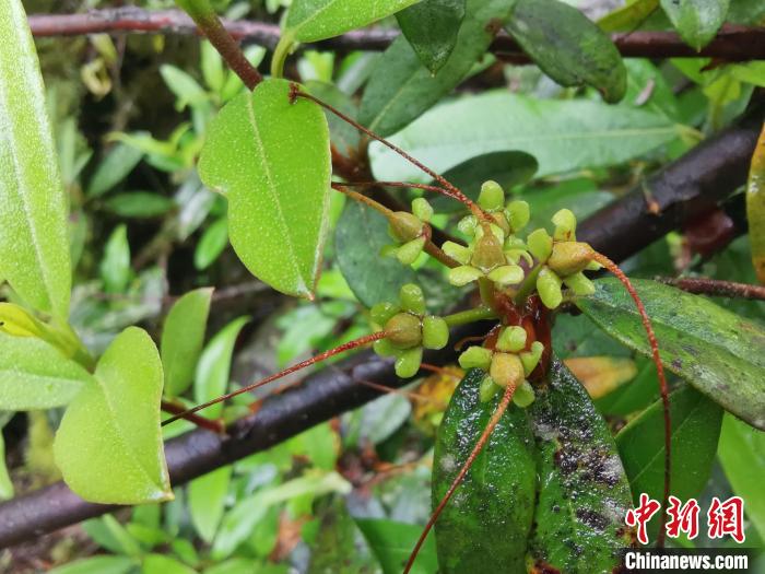 圖為折萼杜鵑果實(shí)圖?！≈锌圃豪ッ髦参镅芯克峁? oldsrc=