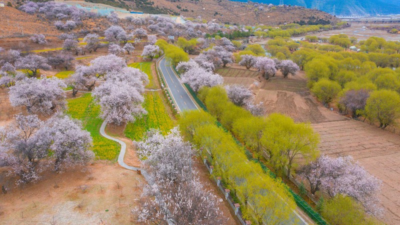 林芝桃花盛開。 張靜攝